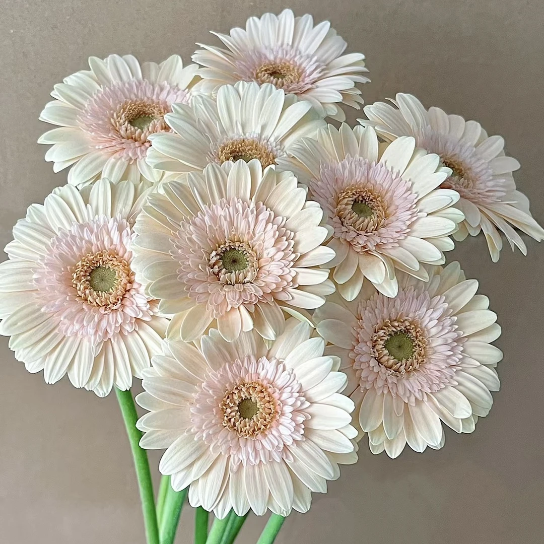 【方德】非洲菊-爱丽丝【全店凑两单京东或顺丰包邮】鲜花