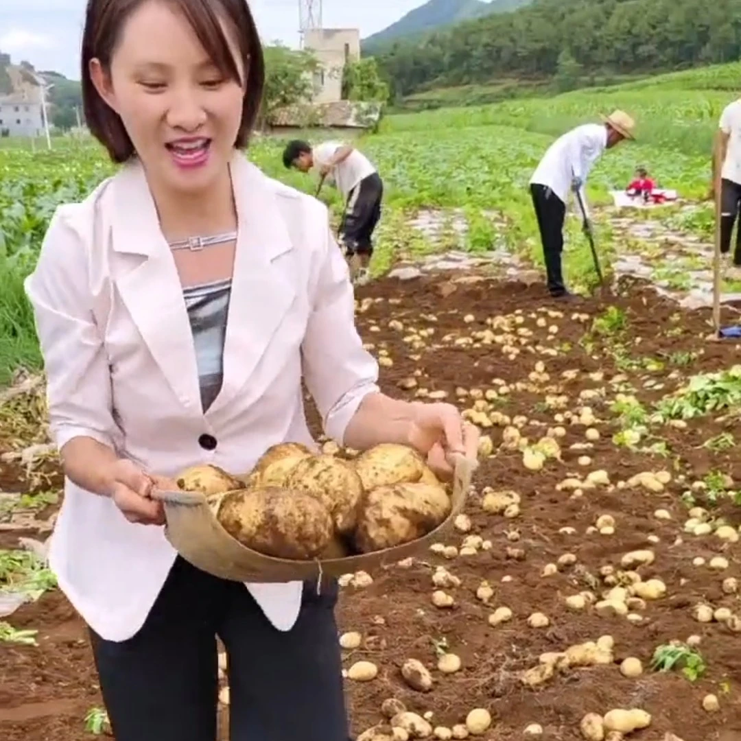 贵州威宁黄心洋芋