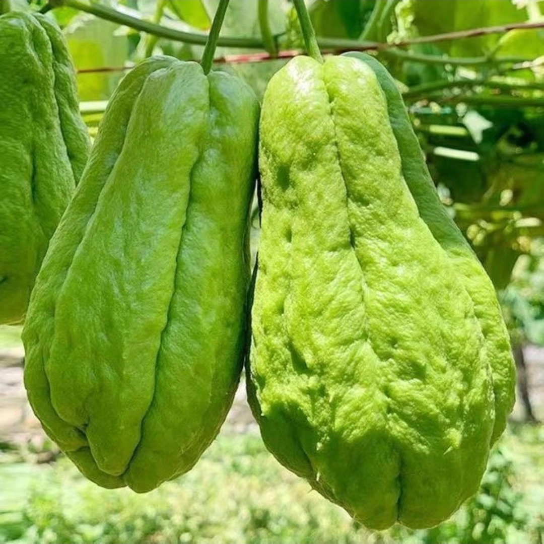 正宗贵州农家自然种植佛手瓜