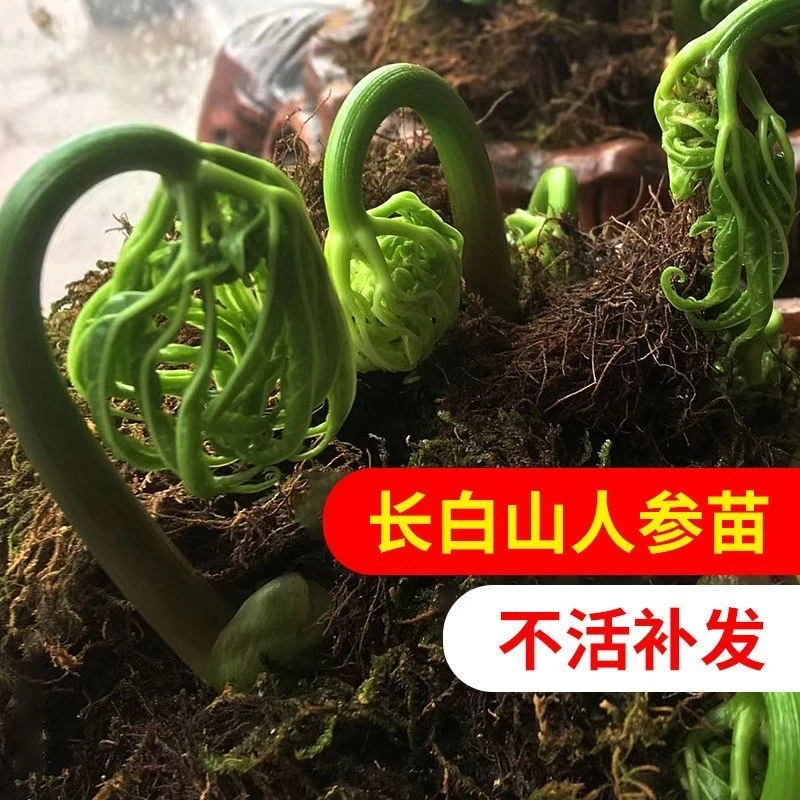 盆栽产地长白山人参苗现挖幼苗带土鲜人参煲汤煲汤种植
