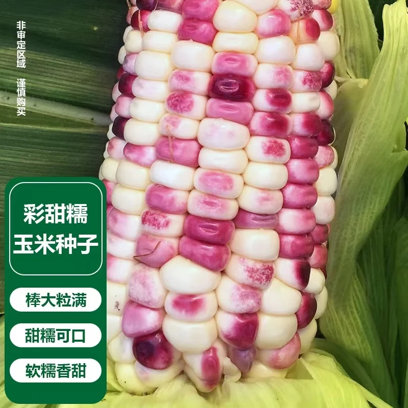 彩甜糯玉米种子（厂家直销），可大面积种，阳台盆栽四季蔬菜玉米种子