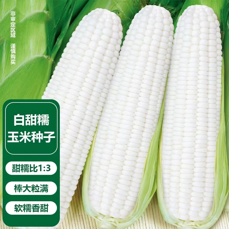 白甜糯玉米种子(厂家直销),可大面积种,阳台盆栽四季蔬菜玉米种子