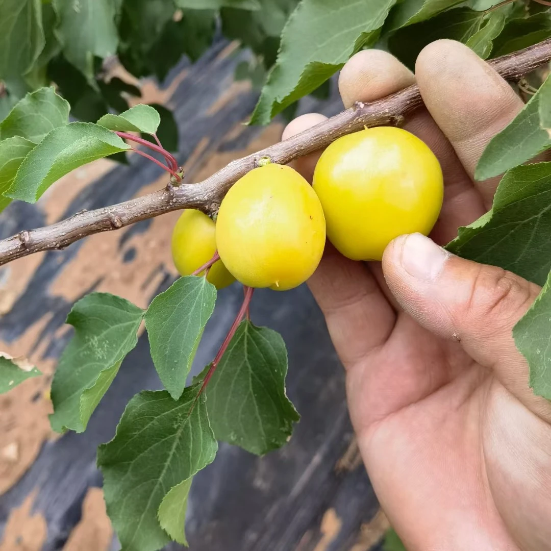 肥樱团(27)二年生珍珠油杏苗荷兰香蜜杏苗组合搭配发货