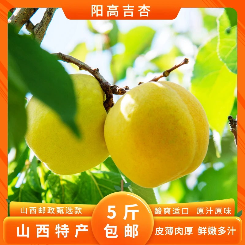 【山西邮政】大同阳高吉杏5斤装带干疤介意慎拍 EMS极速鲜发货