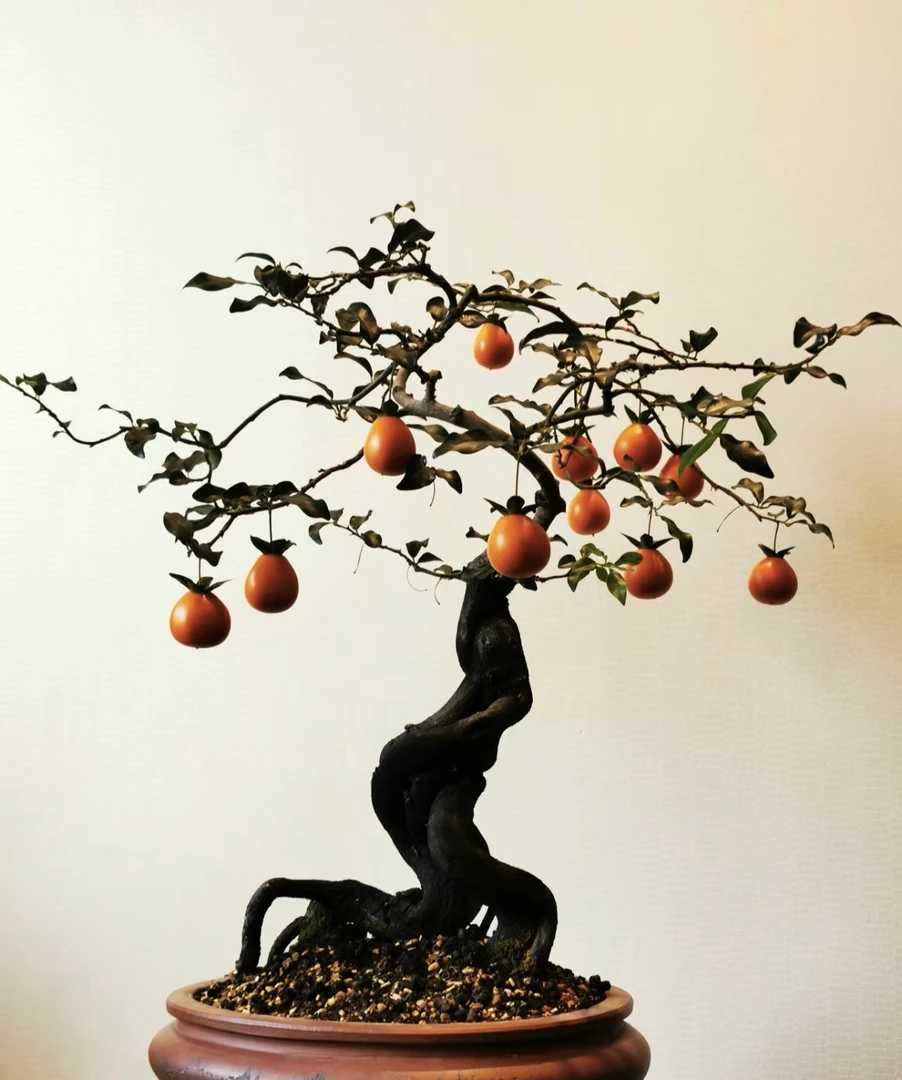 金弹子素材盆景造型