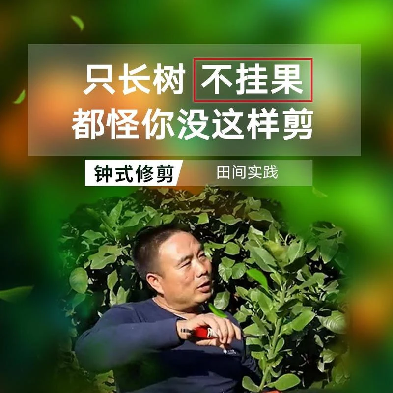 只长树不挂果，都怪你没这样剪