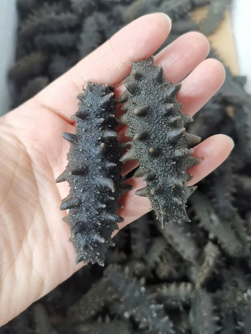 大连海参 围堰半干海参 辽刺参 500g顺丰包邮