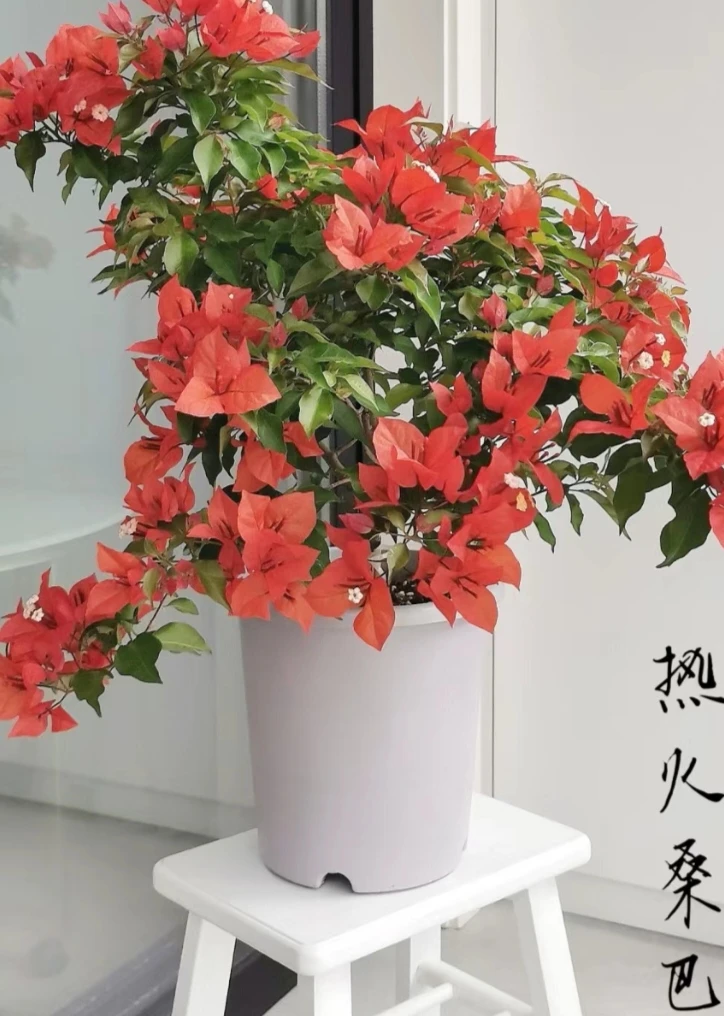 热火桑巴 非常勤花 花开红艳火辣 三角梅