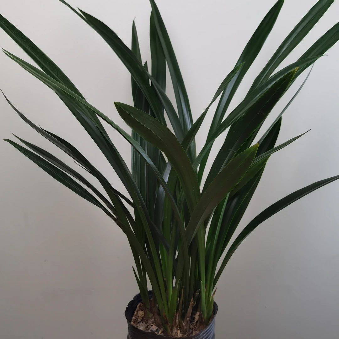 【墨兰】原盆原土 带花剑 室内外开花 兰花好养耐寒