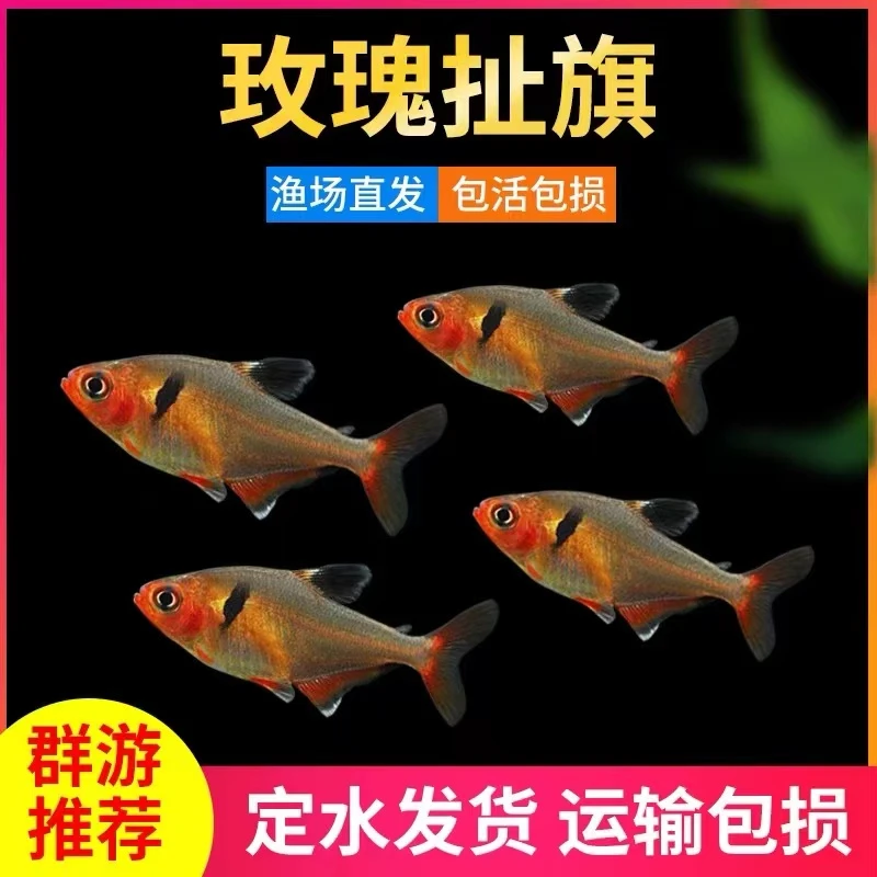 玫瑰扯旗鱼小型热带观赏鱼灯鱼草缸群游鱼南美灯科鱼红衣梦幻旗鱼