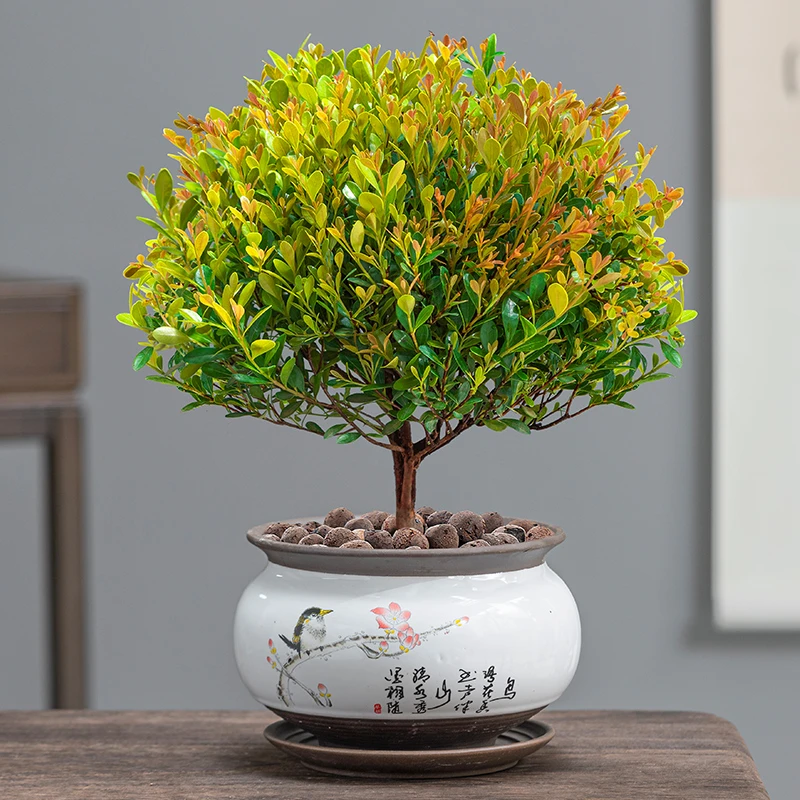 小叶赤楠盆栽室内绿植花卉盆景客厅办公室桌面摆件好养植物树苗