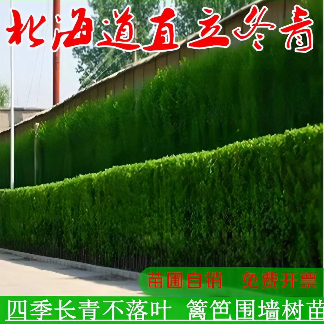 北海道黄杨树苗直立大叶冬青苗庭院绿篱笆绿化植物四季长青万年青