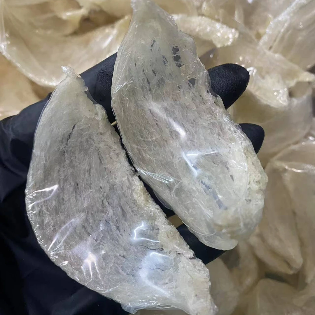 裂盏（另有元贝鱼胶在售）