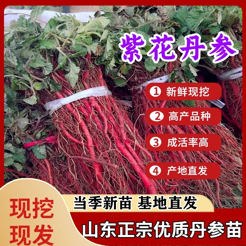 【山东正宗紫花丹参苗】新鲜丹参苗红血丹参幼苗种植花卉盆栽苗