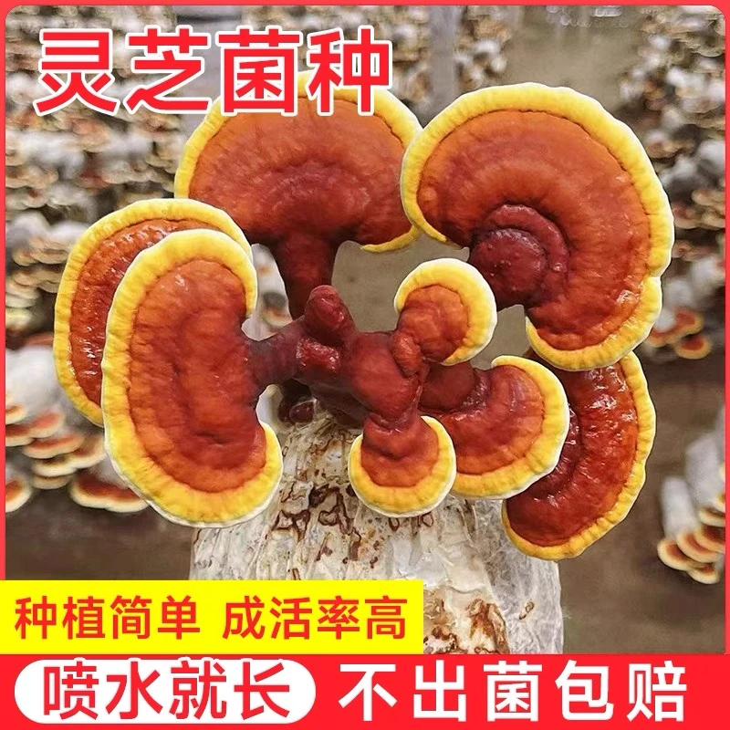 【厂家直销】灵芝菌包棒鹿茸芝可食用鹿角灵芝阳台花盆可种植