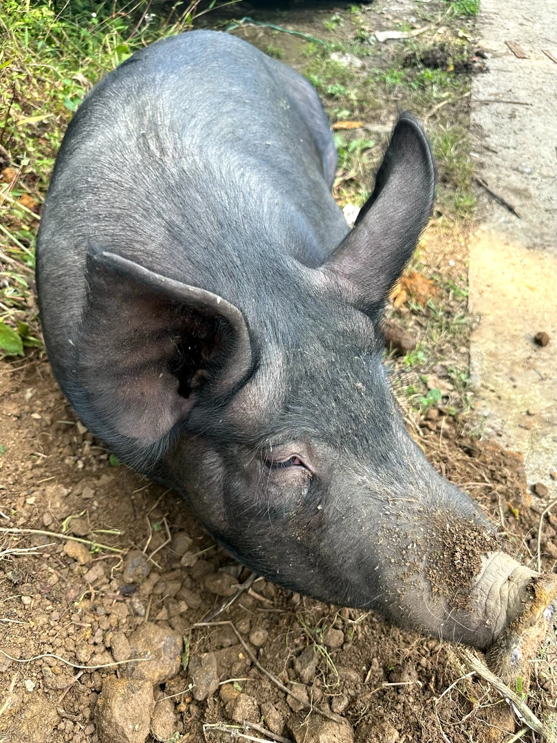 （直播间改价链接）正宗贵州农村熟食黑毛猪