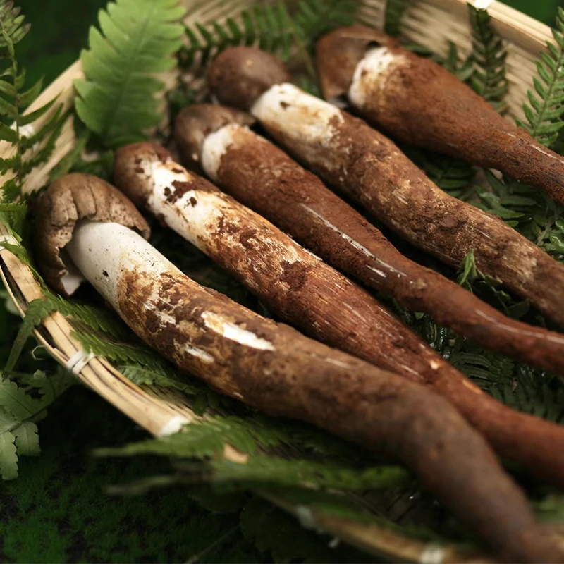 云南新鲜野生菌子鸡枞菌精品