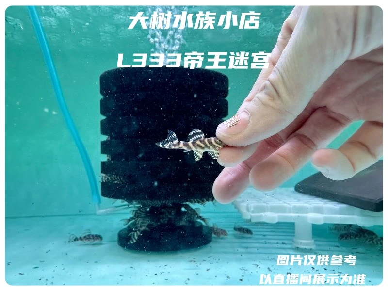 L333帝王迷宫异型鱼各种尺寸