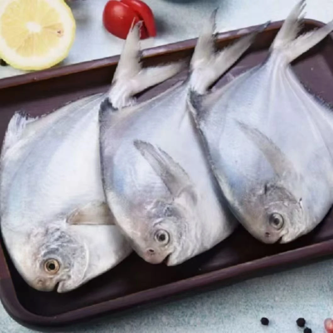 海捕野生银鲳鱼 一斤5-6个 冰鲜速冻发货 冷链包邮到家