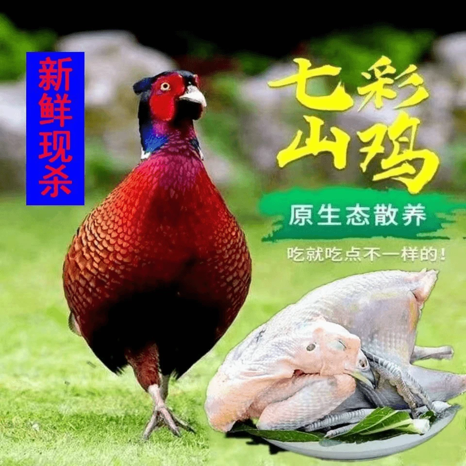 七彩山鸡（买一送一）速冻现杀现发顺丰冷链单只2-2.5斤公母随机发