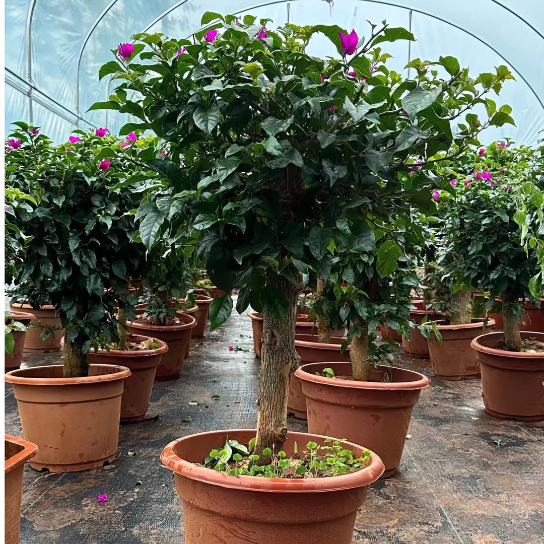 安格斯云南紫三角梅种植一物一拍（运输途中掉花掉叶介意的慎拍）