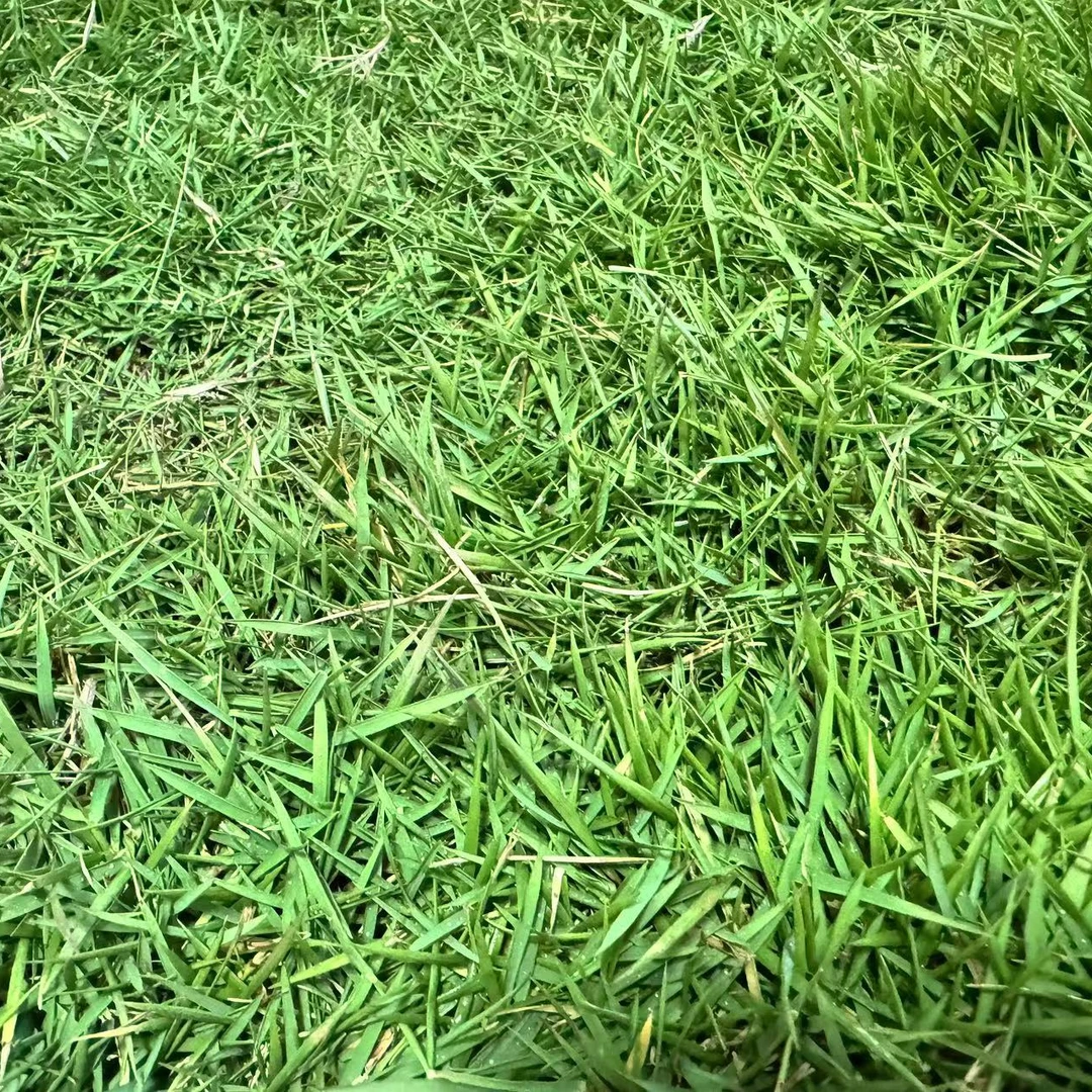 台湾青四季常青地毯草草坪草皮真草带土绿化庭院别墅