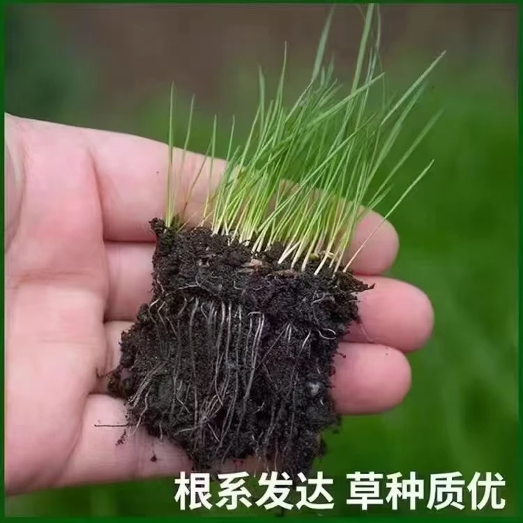 草籽花籽种植流程 草铺铺设流程