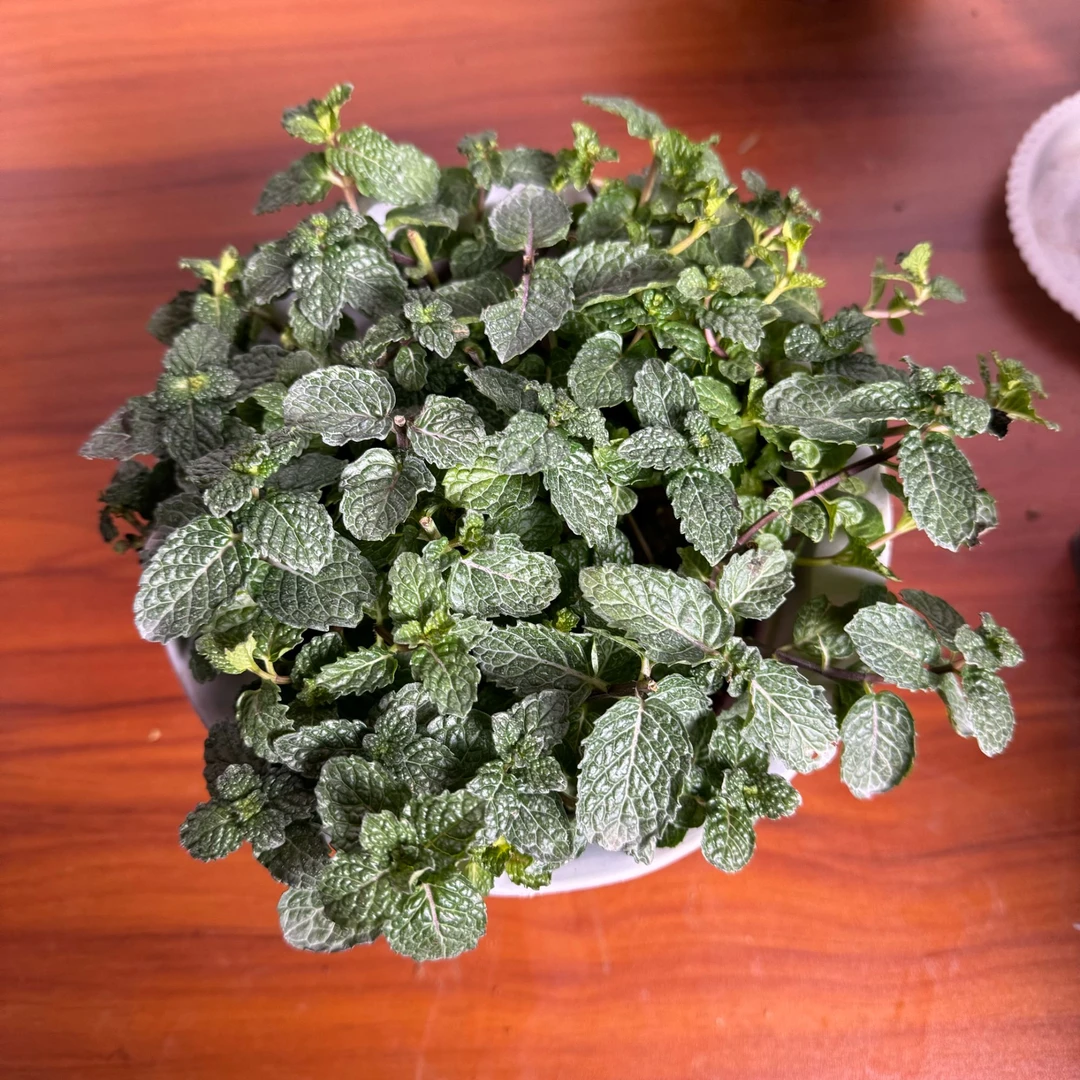 西藏包邮绿植多肉植物·薄荷