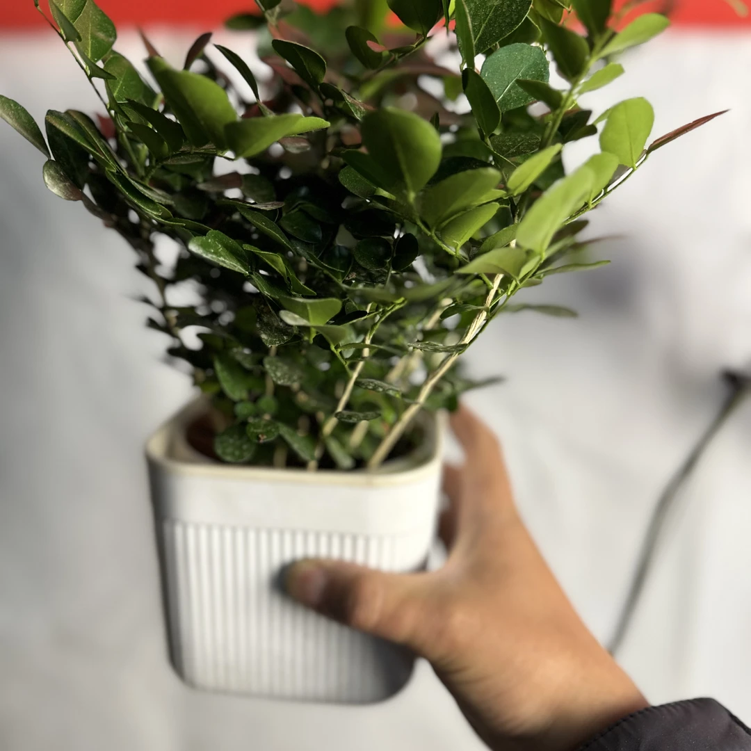 西藏包邮四季开花九里香盆栽绿植物好养室内阳台花卉南北方种植