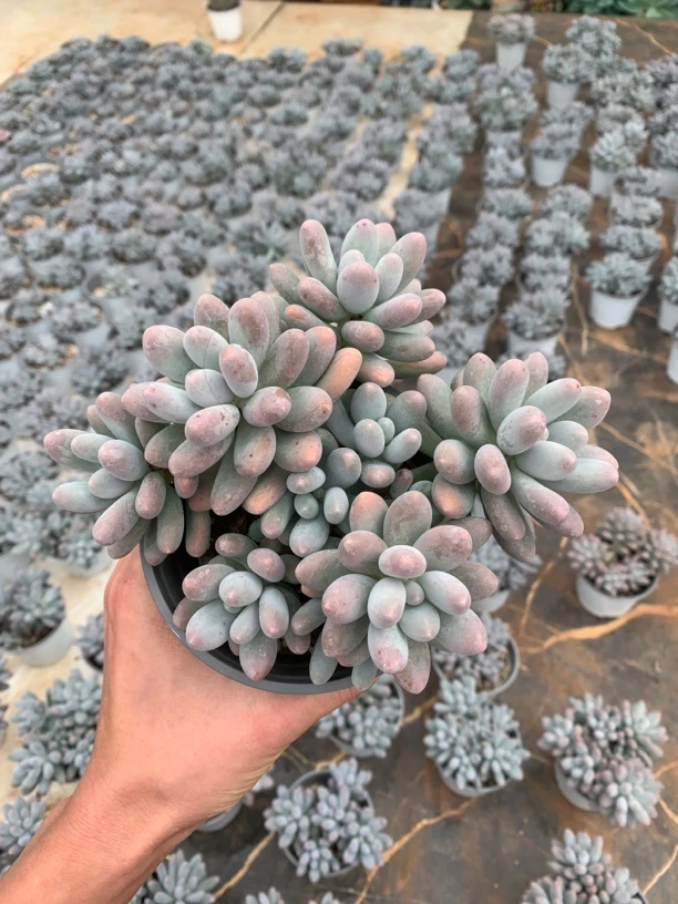 中大颗圆叶尖叶桃蛋飘枝平头（必拍冷链不拍不售后）