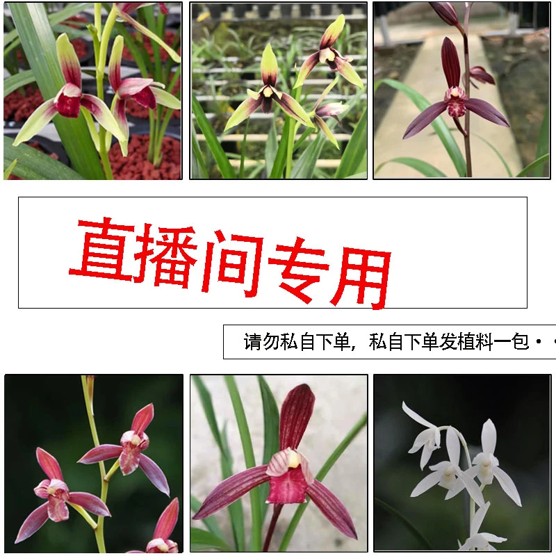 艺轩国兰兰花直播间正品兰草红盆景红观音竹紫寒竹朱竹各种绿植物