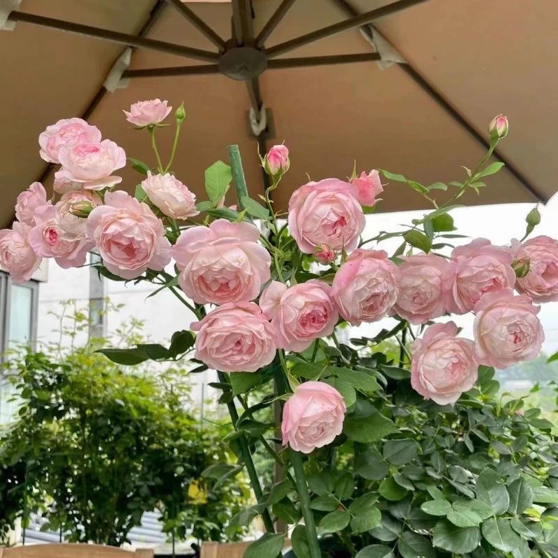 草莓杏仁饼月季花小苗多季花园阳台灌木盆栽多头包子型桃粉色微香