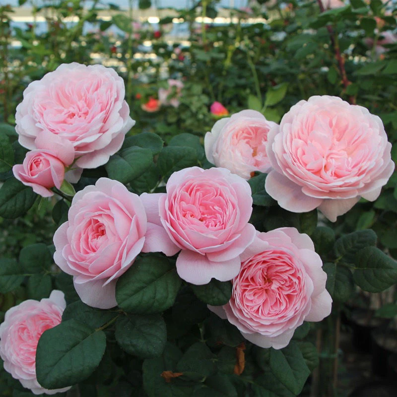 瑞典女王月季扦插大花庭院阳台盆栽绿植地栽花卉四季开花灌木花苗
