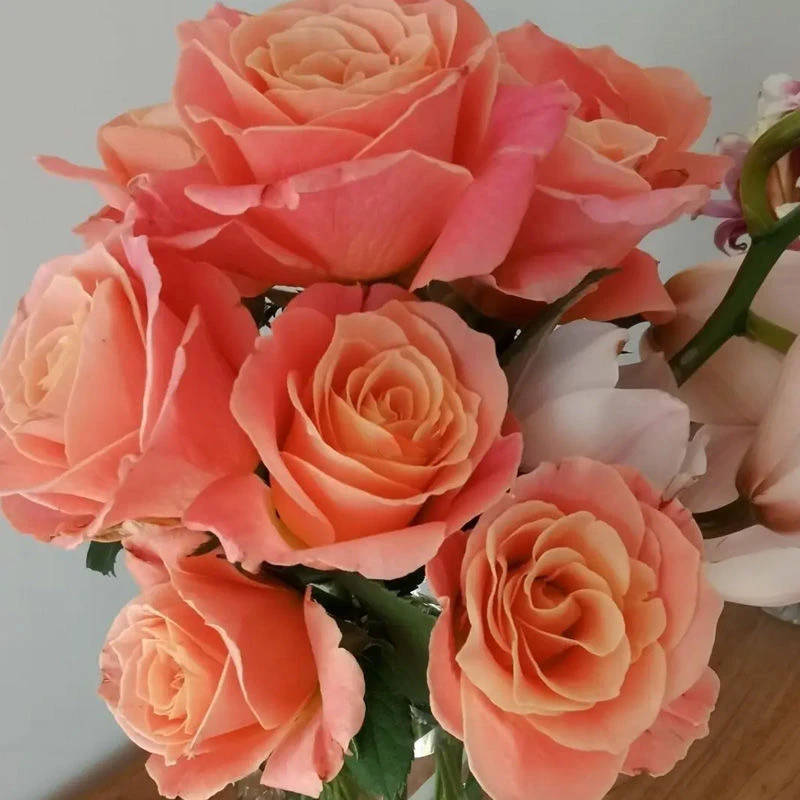 朱小姐玫瑰扦插苗稀有渐变珊瑚粉色花多季节开花小苗