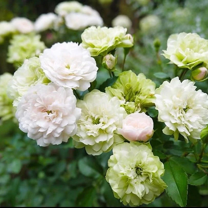 一棵不发欧月多季月季花小苗大花浓香开花玫瑰花四季盆栽花卉植物