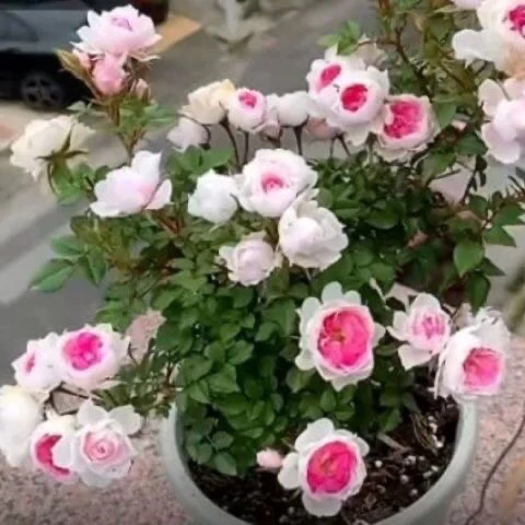 新品微月玛丽月季花苗小巧勤花阳台勤花混色微月季迷你型多头玫瑰