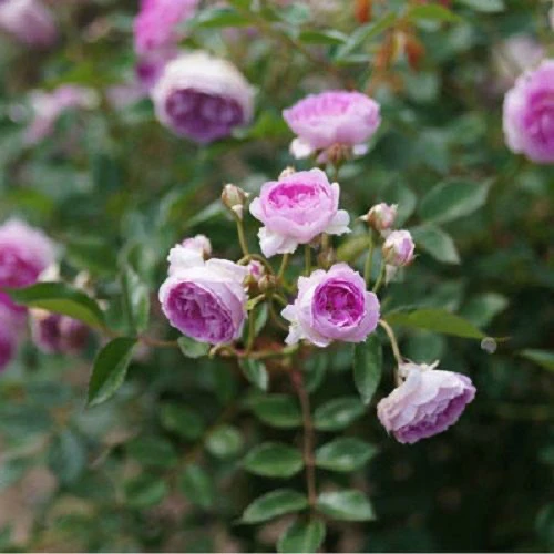 玛姬婶婶 丰花微月 多季开花 盆栽阳台花园庭院 玫瑰月季花苗浓香