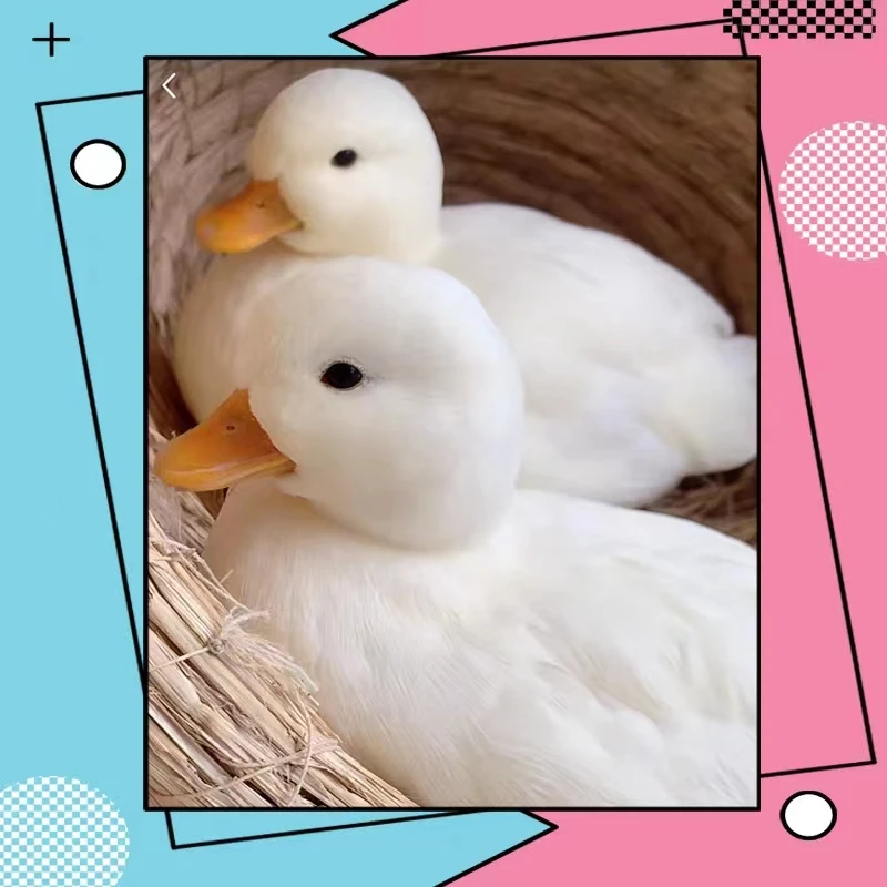 柯尔鸭宠物鸭网红鸭小叫鸭可爱粘人忍住活泼