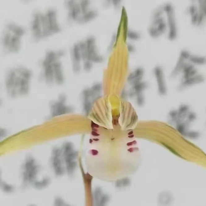 兰花绿植盆栽细叶寒兰花艺双全勤芽勤花品种（掌上明珠）经典品种