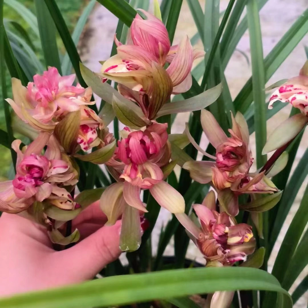 兰花绿植盆栽春剑名品年宵花带花浓香好养勤花勤芽（春暖花开）正品
