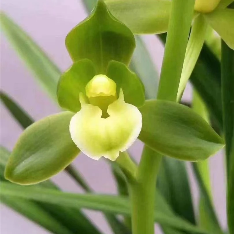 兰花绿植盆栽矮种墨兰铭品年宵花勤花勤芽高雅荷瓣带花（鸿运素荷）