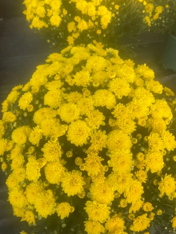 黄色菊花盆栽四季荷兰千头菊花特大盆加仑