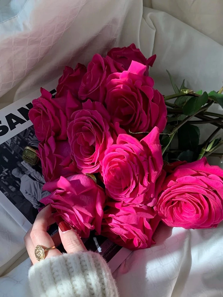 美人丽芙月季切花月季花 口红 庭院灌木玫红色玫瑰花苗 大花