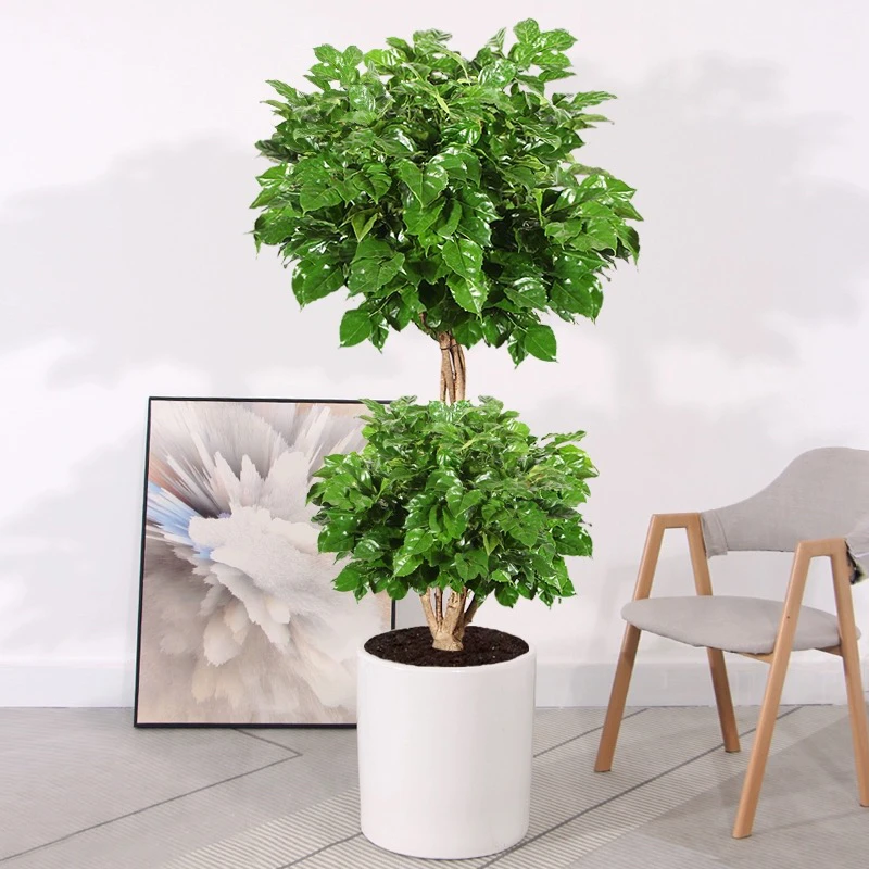 双层造型幸福树客厅盆栽绿植大型室内四季常青净化空气吸甲醛植物