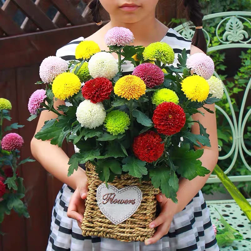 乒乓菊 四季开花