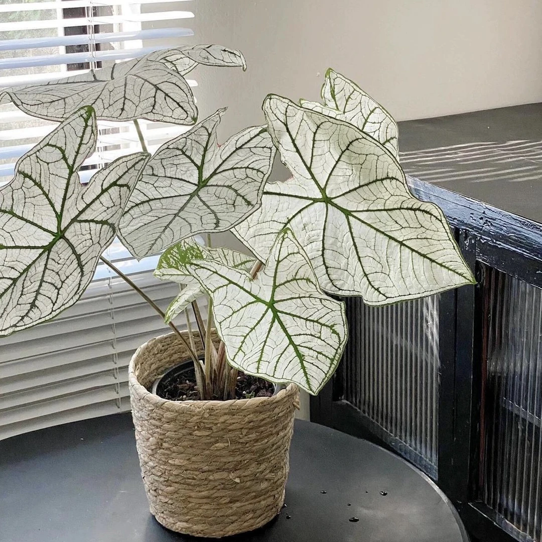 白色恋人月光覆盆子甜心粉色飞溅花叶海芋植物阳台盆栽绿植