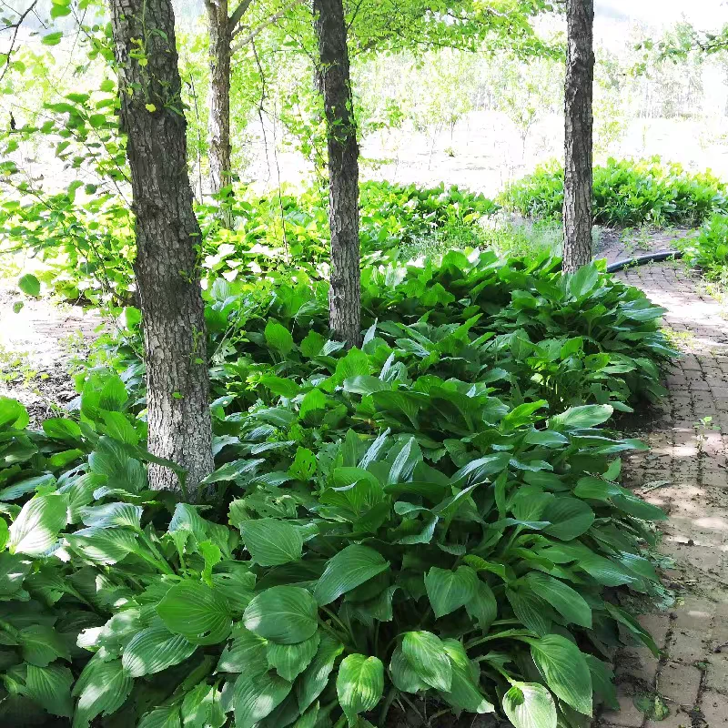 青叶玉簪花盆栽庭院阳台好养地被绿植多年生宿根花卉耐寒耐热