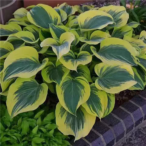 花叶玉簪花苗耐寒花卉植物 室外室内盆栽花坛多年生宿根绿植观叶