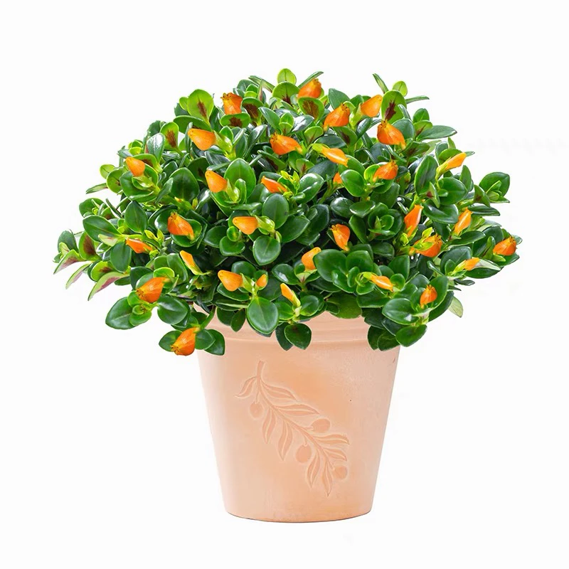 金鱼吊兰盆栽带花苞鲜花适合室内家里植物家庭绿植花期超长的花卉