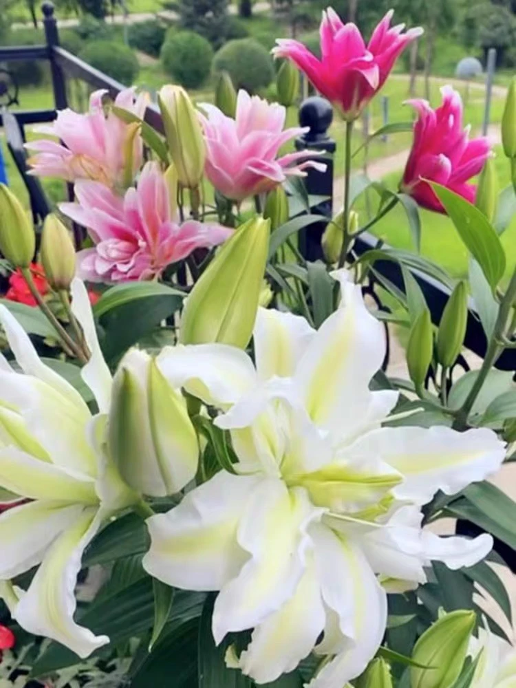 进口香水百合花种球盆栽  三种颜色